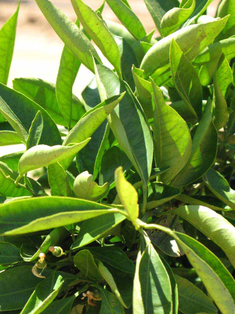              Sun leaves (Riverside, CA)       